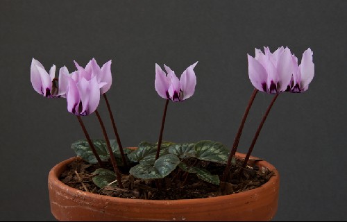 Cyclamen elegans Alpine Garden Society